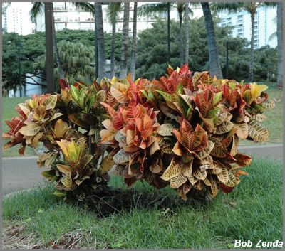 Tropical Plant in Paradise